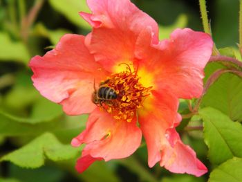 Close-up of bee on pink flower