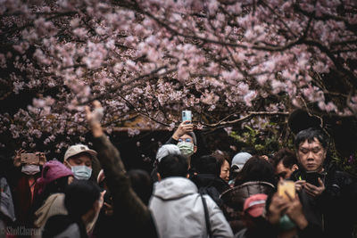 Group of people on cherry blossom tree