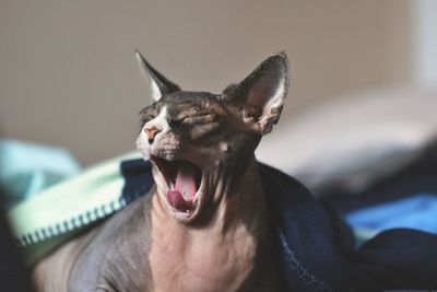 Close-up of a dog yawning