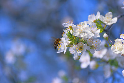 Close-up of bee on cherry blossom