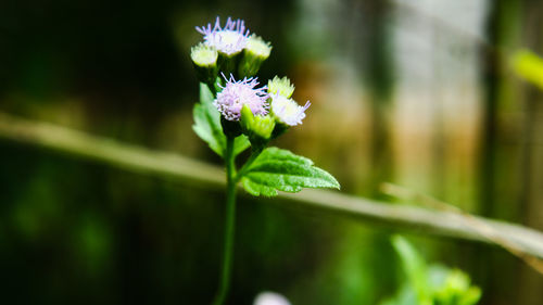 Close-up of purple flowering plant