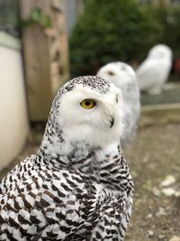 Close-up of owl perching outdoors