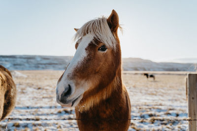Portrait of horse standing by fence in animal pen during winter