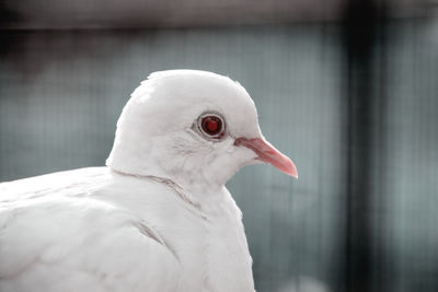 Close-up of a bird looking away