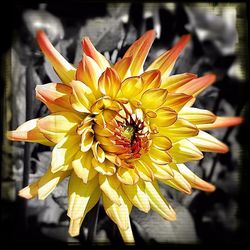 Close-up of yellow flower