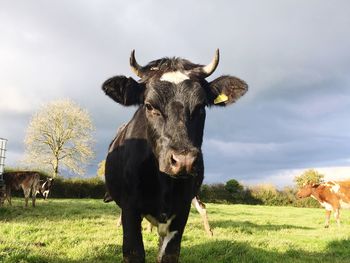 Portrait of cow grazing on field