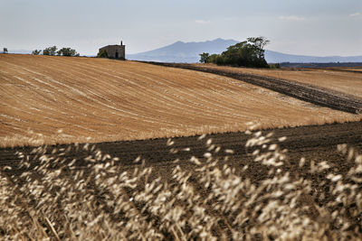 Scenic view of agricultural field against sky