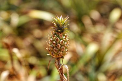 Close-up of berry on plant