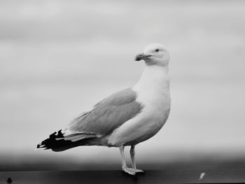 Seagull perching on a sea