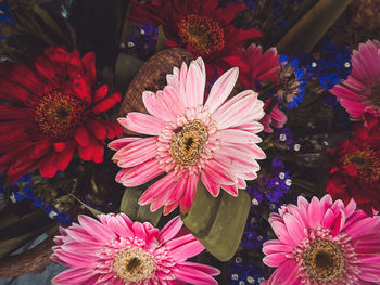 High angle view of pink flowering plant