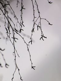 Low angle view of bare branches against sky