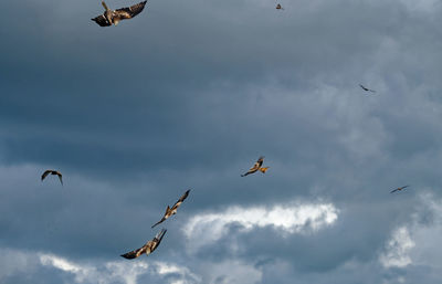 Low angle view of seagulls flying in sky