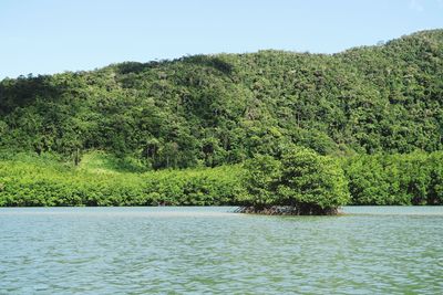 Scenic view of river amidst trees against sky