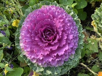 Close-up of purple flowering plant