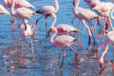 Flamingoes at lakeshore