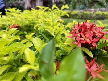 Close-up of red flowering plant