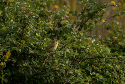 Bird perching on a tree