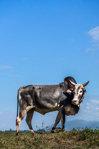 Horse standing on field