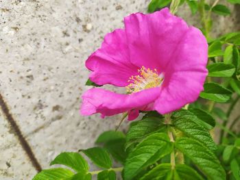 flowering plant