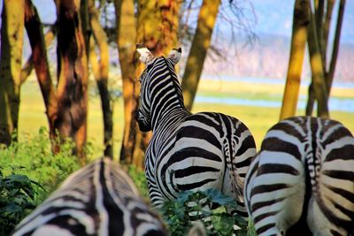 Zebras standing on field