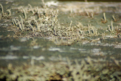 Close-up of insect on land