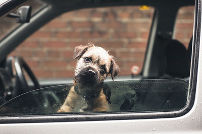 Close-up of dog seen through glass window