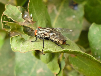 Close-up of fly on leaf