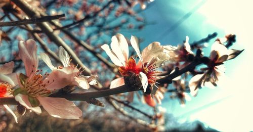 Close-up of cherry blossoms in spring