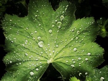 Close-up of wet leaves on rainy day