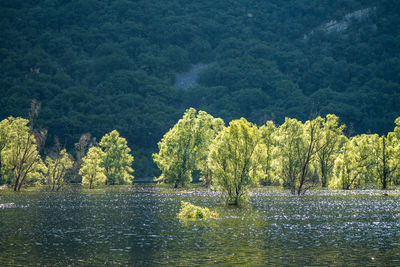 Scenic view of lake in forest