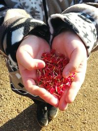 Low section of child holding red rose