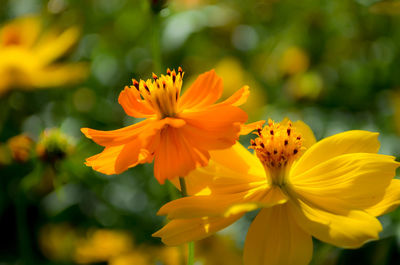 Close-up of yellow cosmos flowers blooming outdoors
