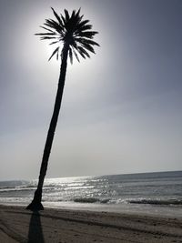 Silhouette palm tree by sea against sky
