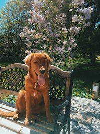 Portrait of dog sitting on seat against trees