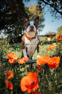 Close-up of dog on field