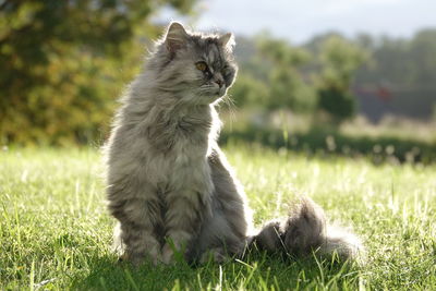 Cat sitting on grass