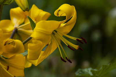 Close-up of yellow flowering plant