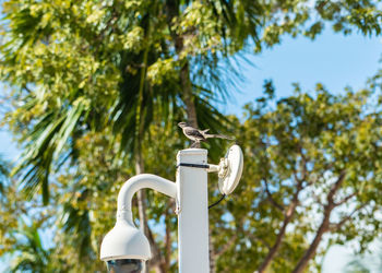 Low angle view of security camera against trees