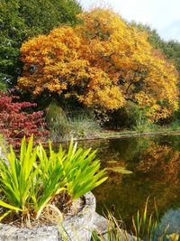 Plants growing by lake during autumn