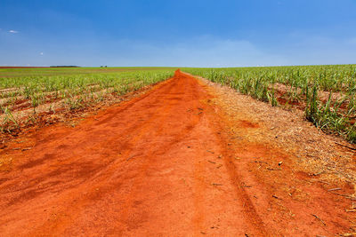 Dirt road amidst agricultural field against sky