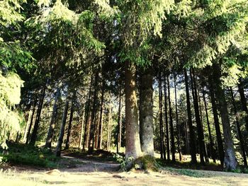 Trees in forest