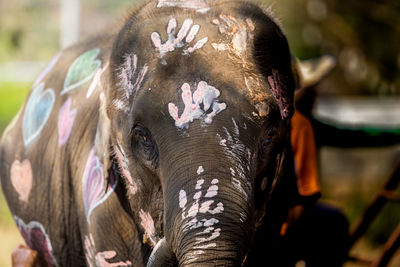 Close-up of elephant