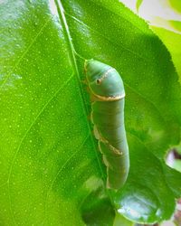 High angle view of insect on leaf