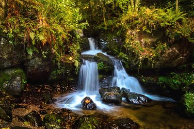 Black forest waterfall