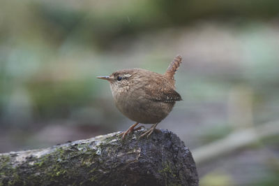 Wren on tree stump