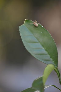 Close-up of insect on plant