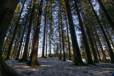 Low angle view of pine trees in forest