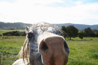 Horse on field against sky