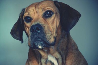 Close-up portrait of dog looking at camera