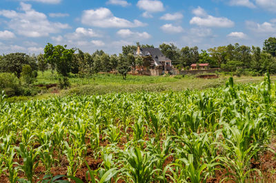 Scenic view of agricultural field against sky